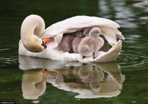 Swan and babies