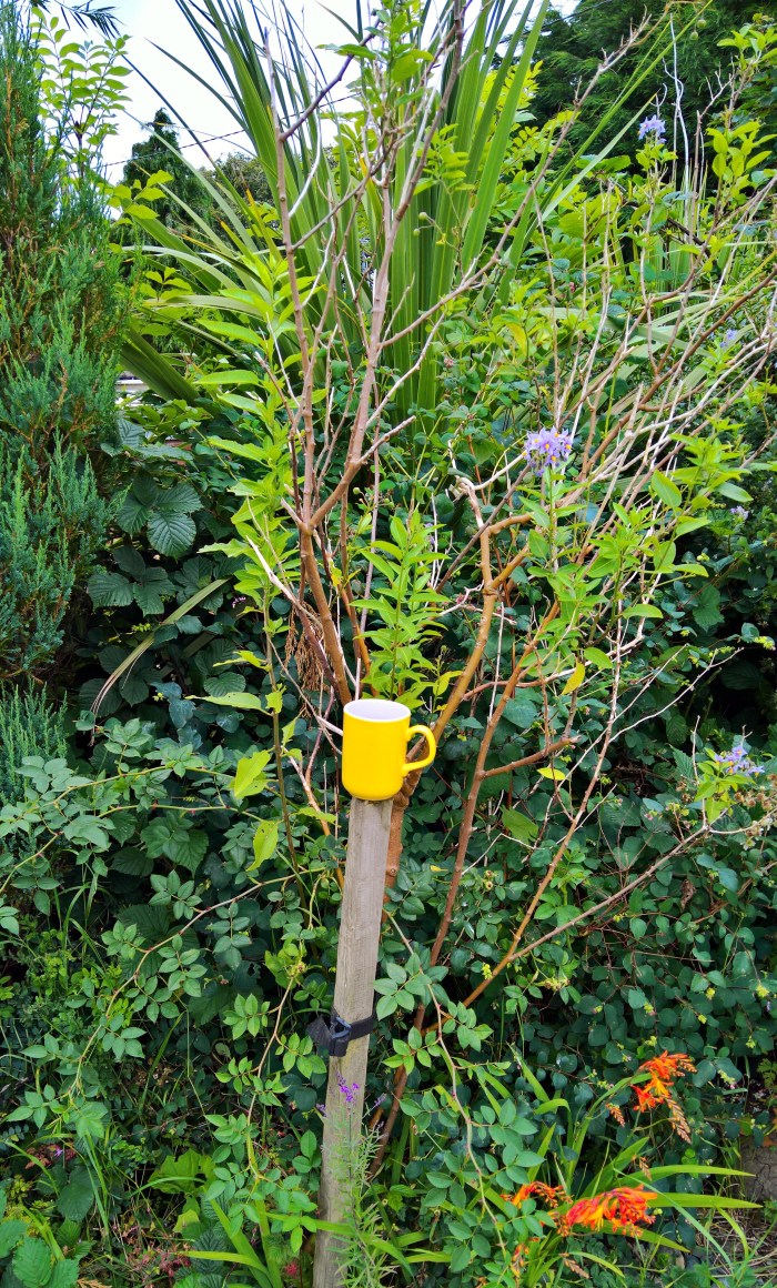 WP_20160802_11_52_51_Pro (3)